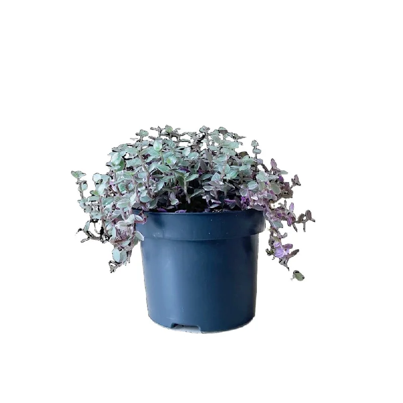 Tradescantia Rosita 5 Inch Pot