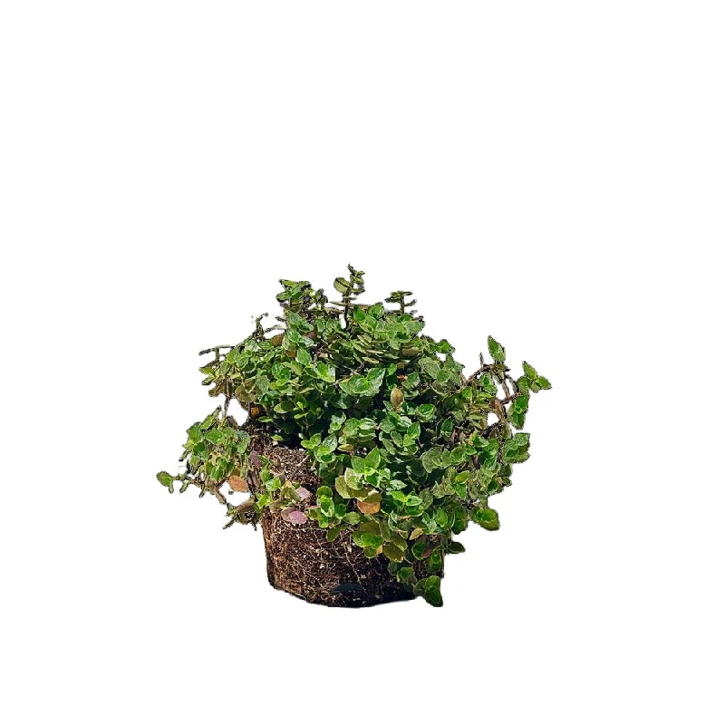 Tradescantia Turtle Vine 5 Inch Pot