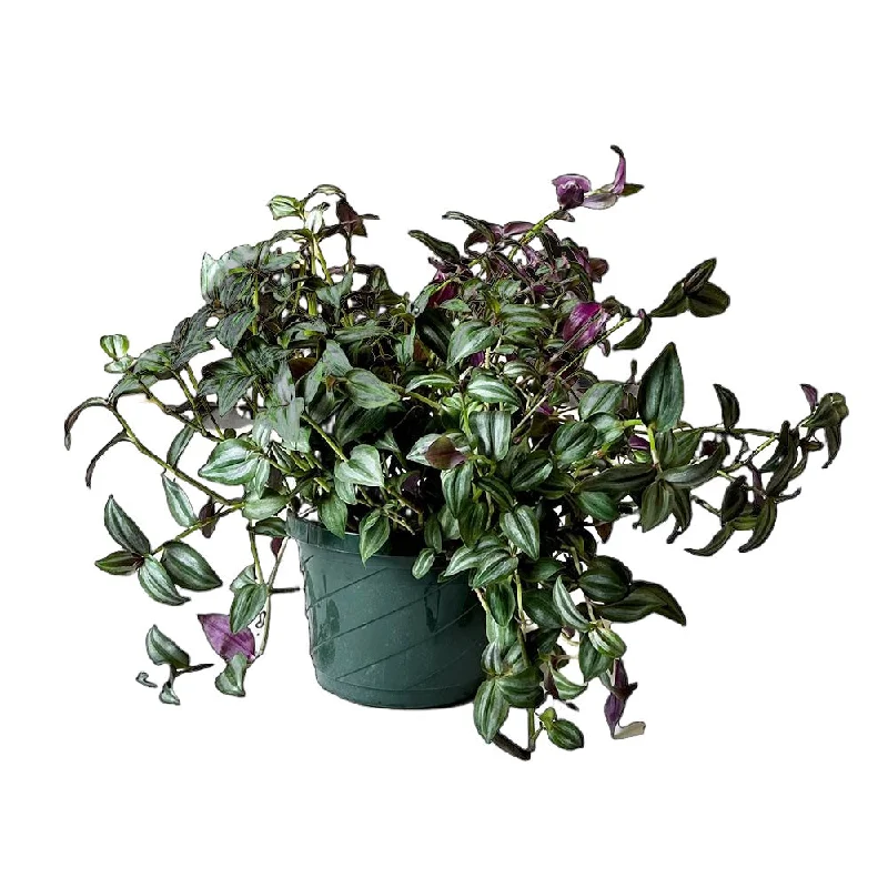 Tradescantia Zebrina 8 Inch Pot