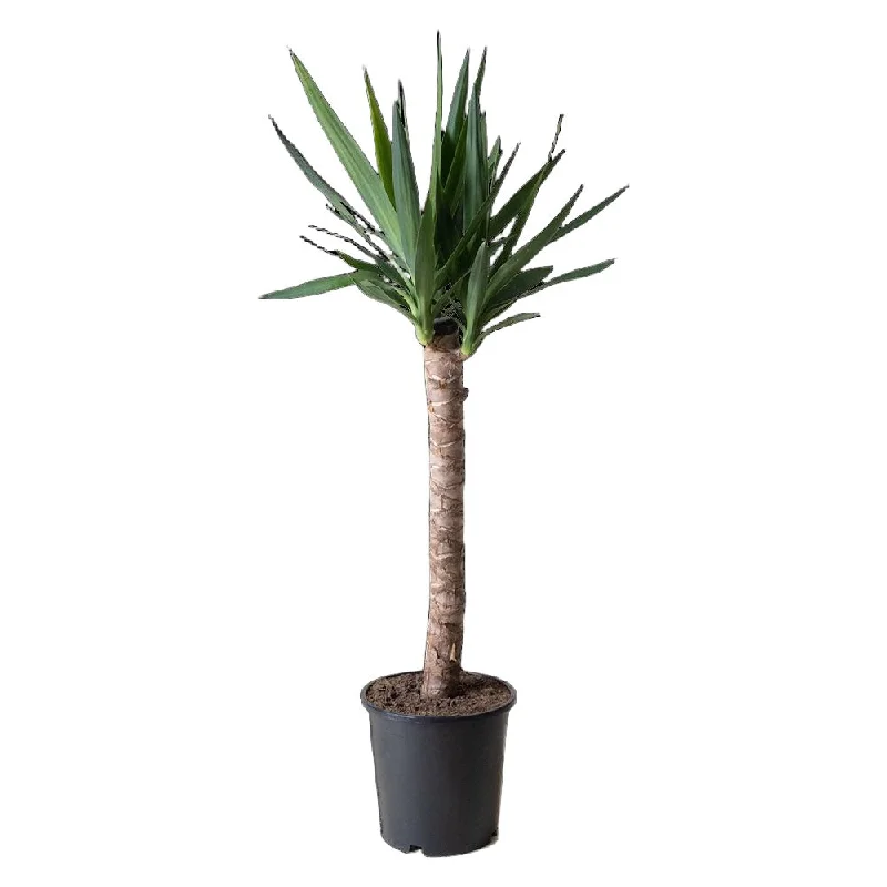 Yucca Cane 8 Inch Pot