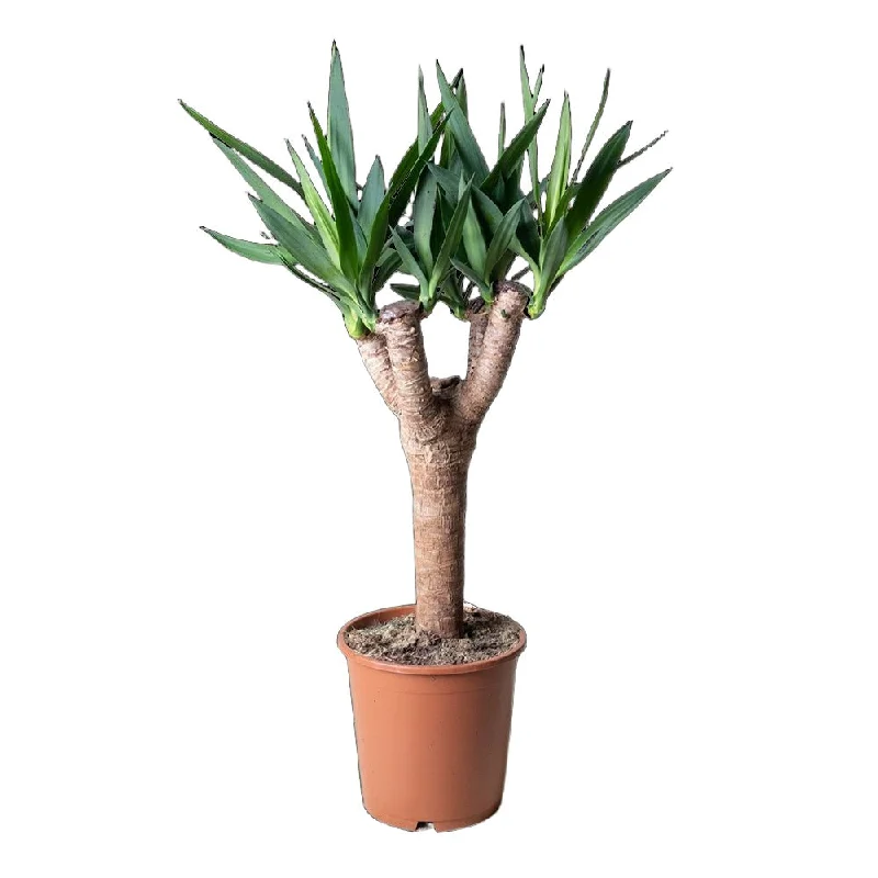 Yucca Stump 7.5 Inch Pot