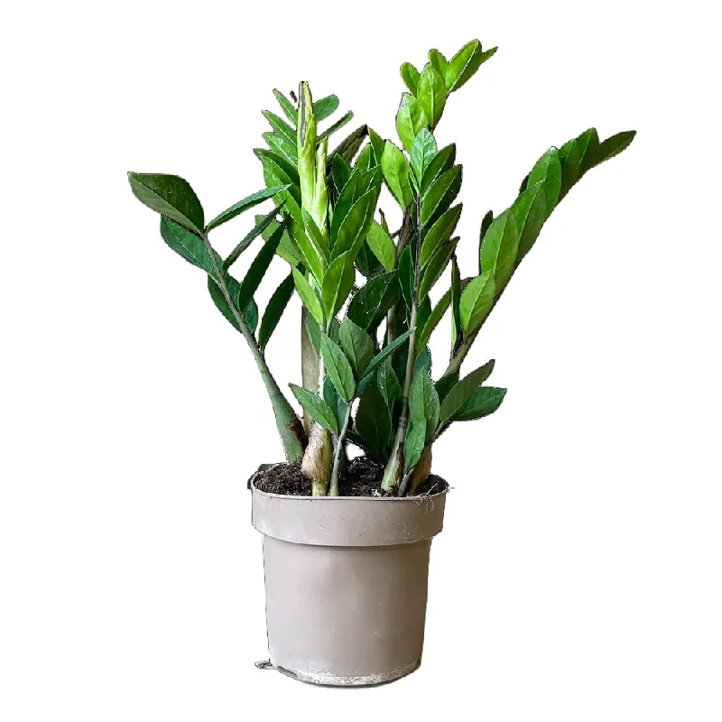 ZZ Plant 5 Inch Pot