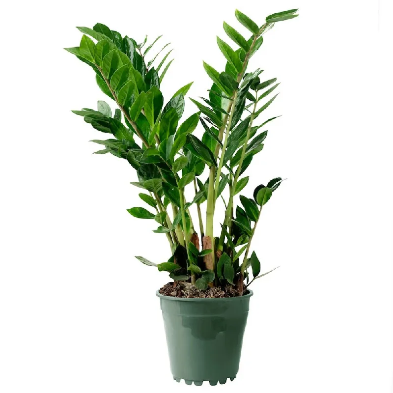 ZZ Plant 6 Inch Pot