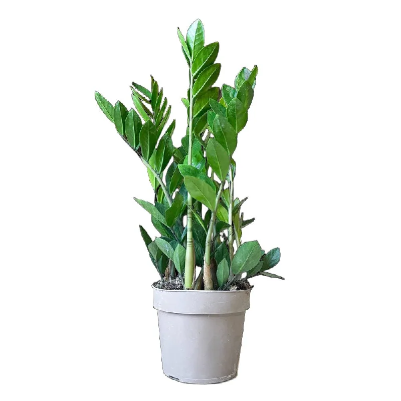 ZZ Plant 7 Inch Pot