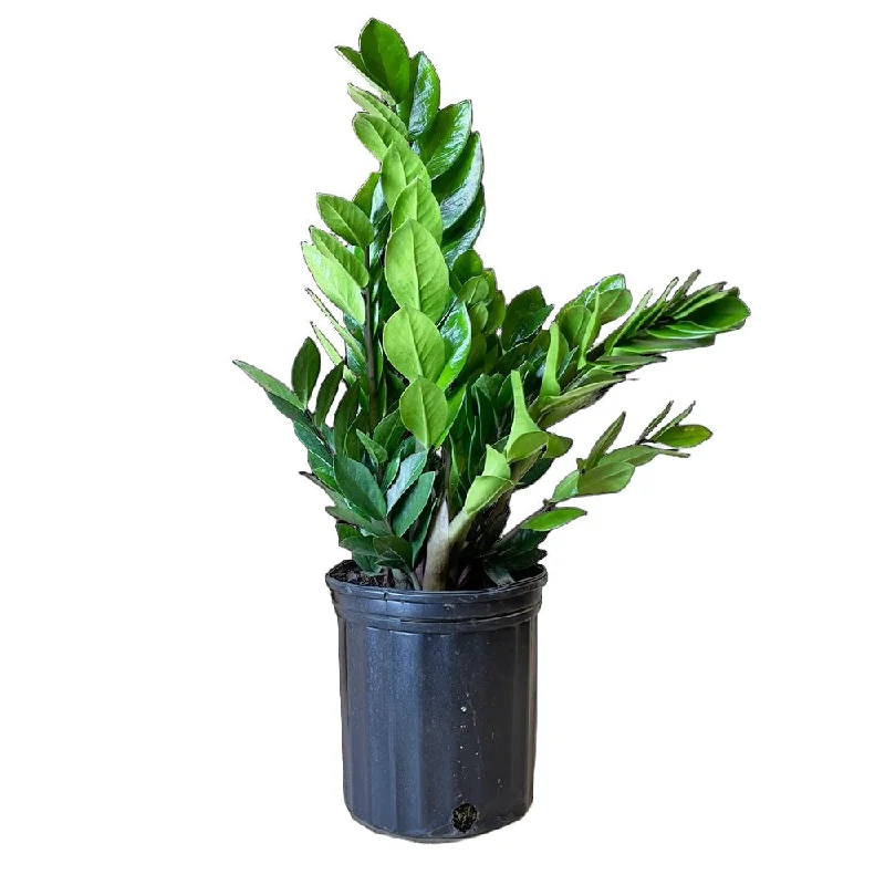 ZZ Plant 8 Inch Pot