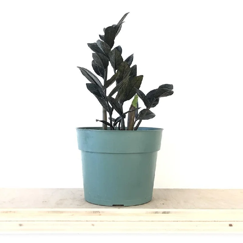 ZZ Plant Black Raven 6 Inch Pot