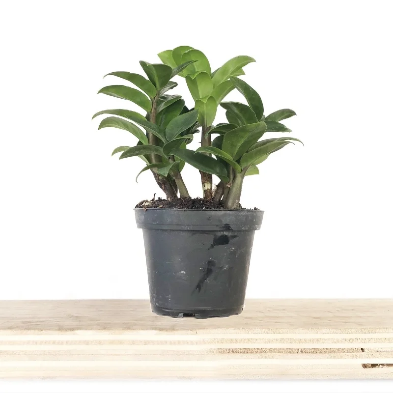 ZZ Plant Zenzi 4 Inch Pot